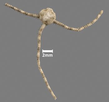 Media type: image;   Invertebrate Zoology OPH-5422 Aspect: dorsal